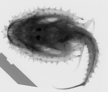 Media type: image; Ichthyology 28726